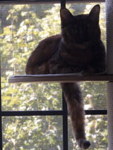 Cat lover review photo