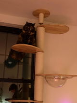 Cat lover review photo
