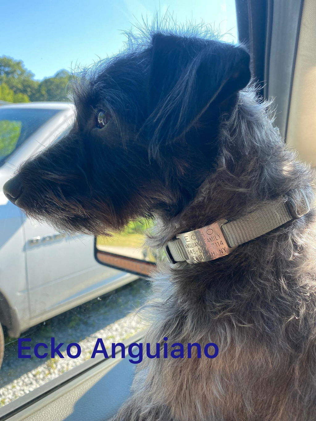 No Shock Humane Rechargeable Water Resistant  Bark Control Collar, Sound & Vibration Only, For 6-120lb dogs, Neck size 6in to 27in