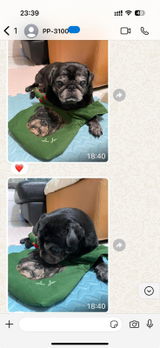 Whatsapp Customer review photo