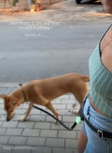 רצועת כלבים ללא ידיים 4-1 שחור