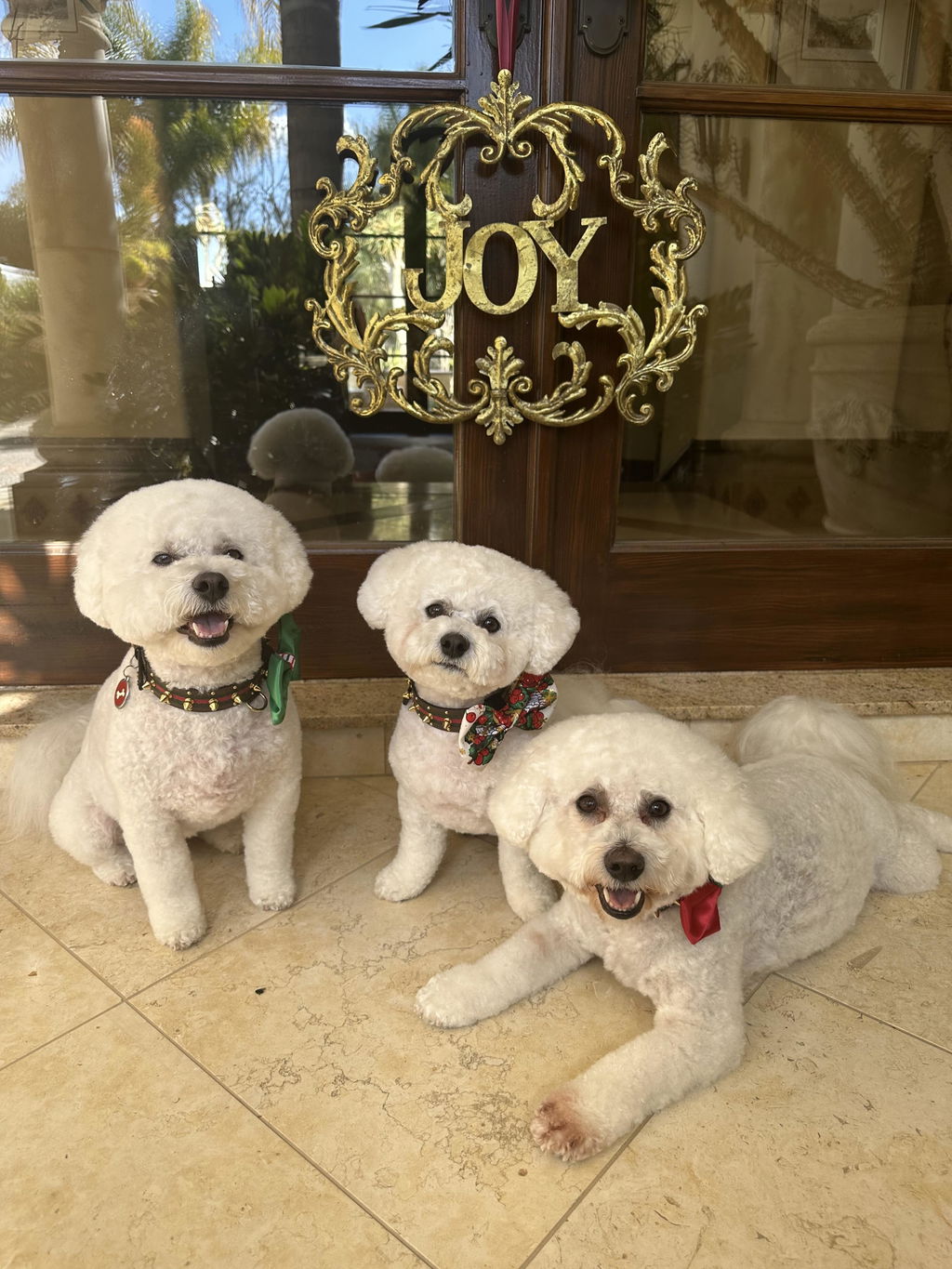 Pets Ribbons