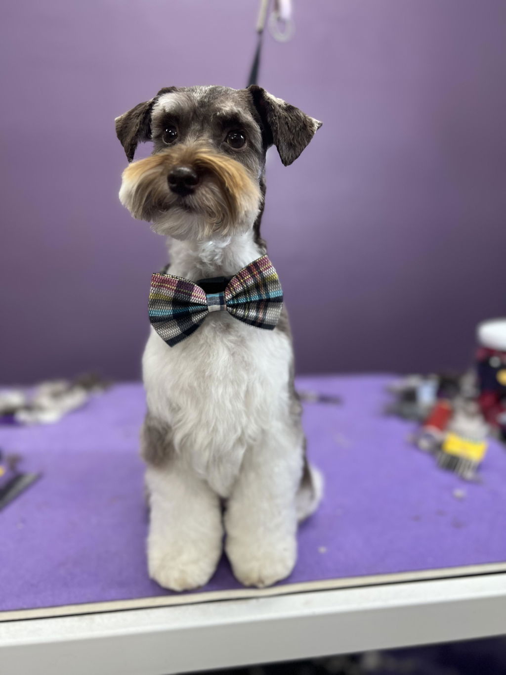 Pets Ribbons