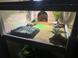 tvandyck7 review photo