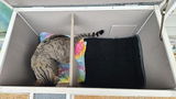 A Customer review photo