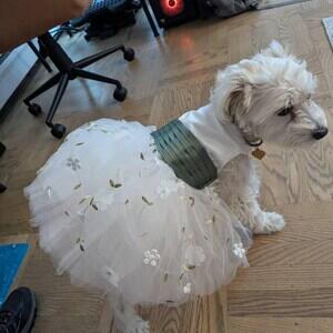Custom Dog Wedding Dress with Embroidered Name – Personalized Organza & Tulle Dress for Dogs & Cats