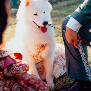 3D Rose Removable Long Train Pet Dress – Floral Wedding Gown for Dogs & Cats