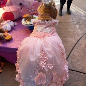 Pink 3D Floral Wedding Gown for Dogs & Cats – Long Train Couture Dress