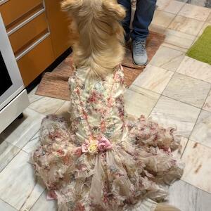 3D Rose Removable Long Train Pet Dress – Floral Wedding Gown for Dogs & Cats