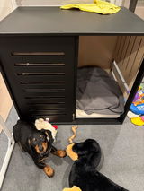 Doxie owner review photo