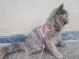 Cat Harness Cat Leash for Outdoor Cat Walk