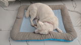 Rectangular Pillow Pet Bed