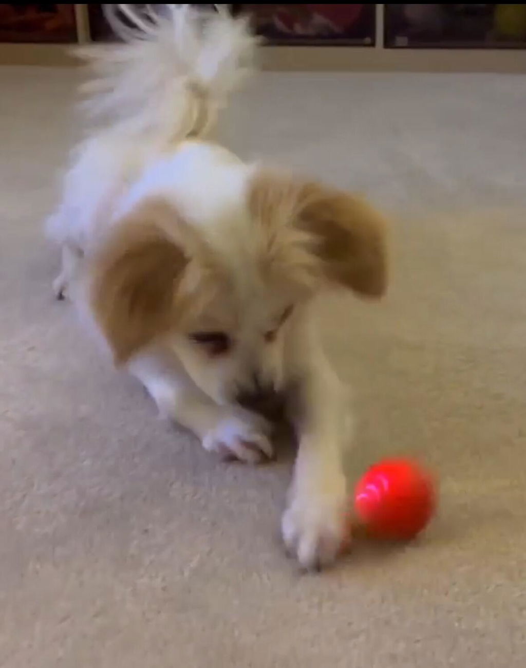 Pet Vibrating Ball Toy