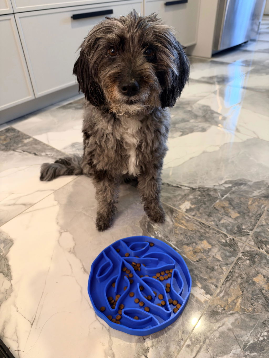Slow Feeder Bowl for Dogs & Cats | Leaves Design