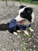 藝 王 review photo