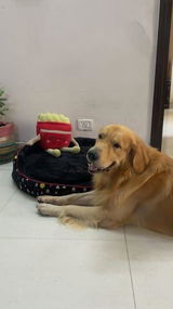 Mehakk S. review photo