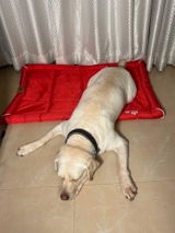 Sneha S. review photo