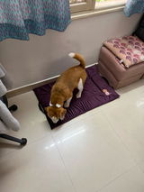 Manoj review photo