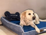 Ansh review photo