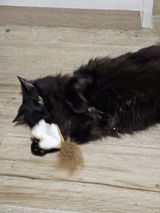 Javiera review photo