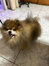 Josi review photo