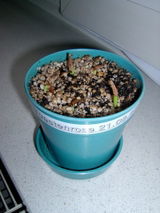 Joachimsthaler review photo