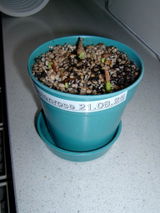 Joachimsthaler review photo