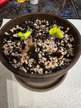 Petra review photo
