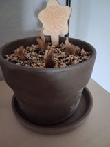 Marion Greve-Brill review photo