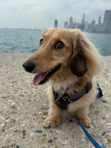 Mini-doxie Maven review photo