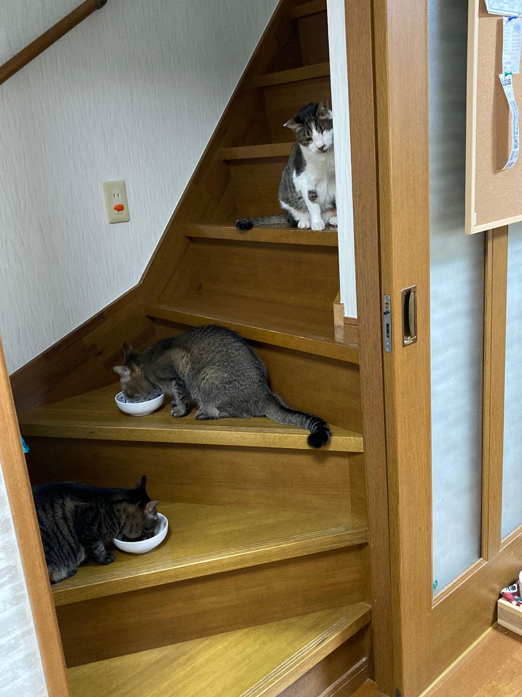 ミニボストンバッグ・PAW　キュイール・マッシュ  /  ブラック