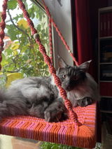 Katzen Fensterliege Pink & Orange - Limitierte Sommeredition Phinias Katzenliege Fensterplatz mit Fensterhaken