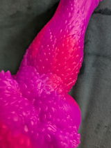 Z. review photo