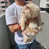 匿名 review photo