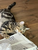 ふー猫家族 review photo