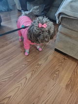 Dog l. review photo