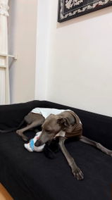 Pamela S. review photo