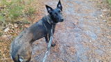 Malinois review photo
