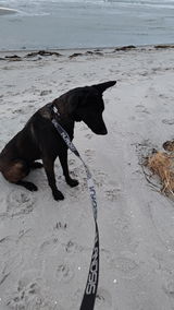 Malinois review photo