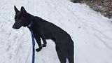 Malinois review photo