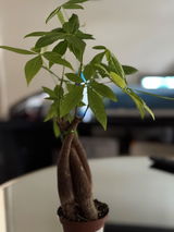Dreka review photo