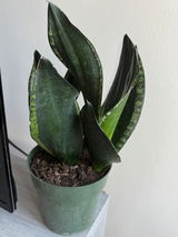 Kiara review photo