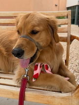 RosieTheGoldenTherapyDog review photo