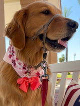 RosieTheGoldenTherapyDog review photo