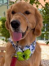 RosieTheGoldenTherapyDog review photo