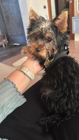 Lisa Bonin review photo
