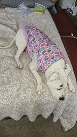 Bobbie review photo