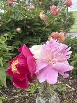 Marc LeBreux j'ai déjà 10 plants de pivoines que j'ai planté avec de très bons résultats review photo