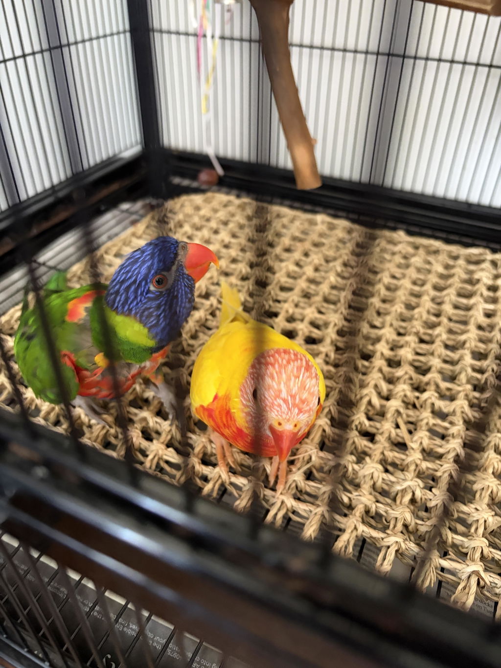 Pixie Paws Pets