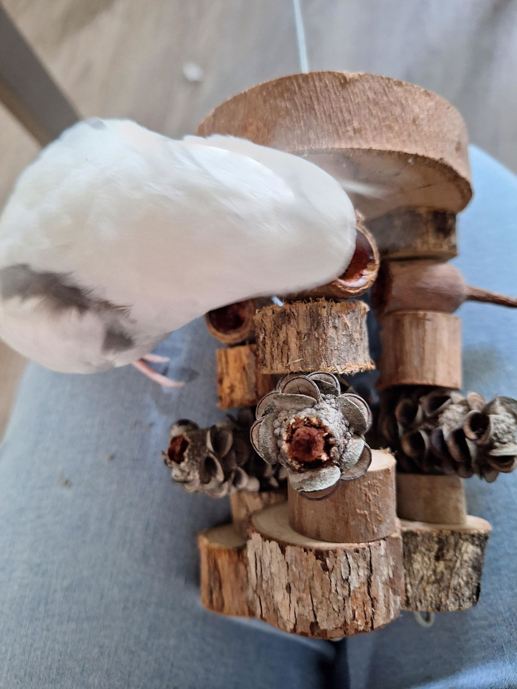 Pixie Paws Pets
